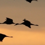 crépuscule des grues